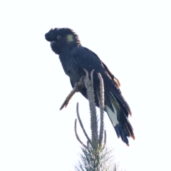 Zanda funerea (Yellow-tailed Black-Cockatoo) at Pialligo, ACT - 11 Aug 2024 by Trevor