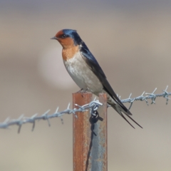 Hirundo neoxena (Welcome Swallow) at Pialligo, ACT - 11 Aug 2024 by Trevor