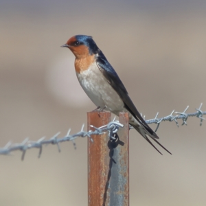 Hirundo neoxena at Pialligo, ACT - 11 Aug 2024