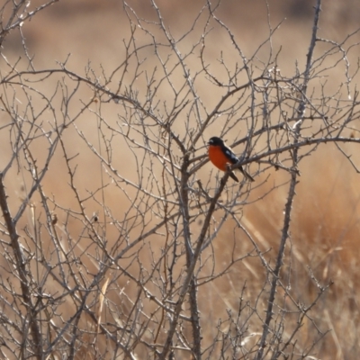 Petroica phoenicea (Flame Robin) at Kambah, ACT - 11 Aug 2024 by LineMarie