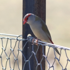 Neochmia temporalis (Red-browed Finch) at Pialligo, ACT - 11 Aug 2024 by MichaelWenke