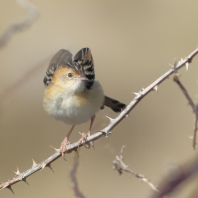 Cisticola exilis (Golden-headed Cisticola) at Pialligo, ACT - 11 Aug 2024 by MichaelWenke