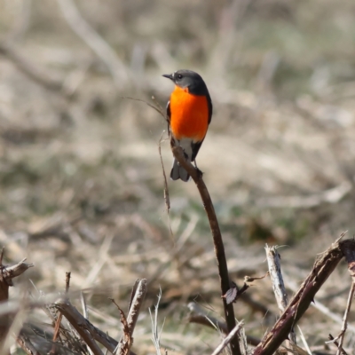 Petroica phoenicea (Flame Robin) at Pialligo, ACT - 11 Aug 2024 by MichaelWenke