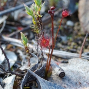 Drosera auriculata at Aranda, ACT - 11 Aug 2024