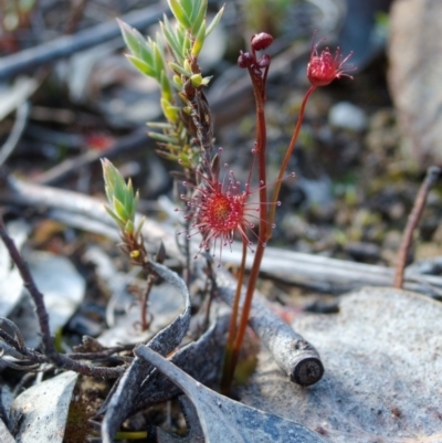 Drosera auriculata (Tall Sundew) at Aranda, ACT - 11 Aug 2024 by RobertD