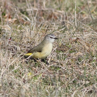 Acanthiza chrysorrhoa (Yellow-rumped Thornbill) at Pialligo, ACT - 11 Aug 2024 by MichaelWenke