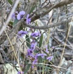 Hovea heterophylla (Common Hovea) at Kambah, ACT - 11 Aug 2024 by LinePerrins