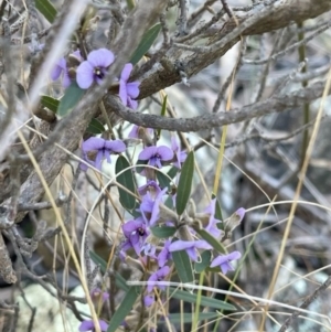 Hovea heterophylla at Kambah, ACT - 11 Aug 2024 05:22 PM