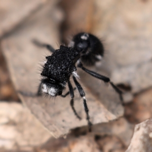 Bothriomutilla rugicollis at Kambah, ACT - 9 Aug 2024