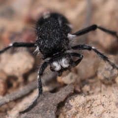 Bothriomutilla rugicollis at Kambah, ACT - 9 Aug 2024