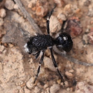 Bothriomutilla rugicollis at Kambah, ACT - 9 Aug 2024