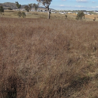 Hypericum perforatum (St John's Wort) at Whitlam, ACT - 11 Aug 2024 by pinnaCLE