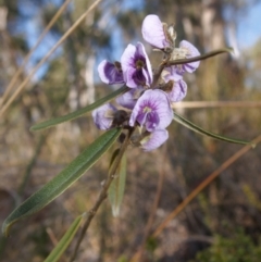 Hovea heterophylla (Common Hovea) at Aranda, ACT - 11 Aug 2024 by RobertD