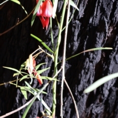 Kennedia rubicunda (Dusky Coral Pea) at Ulladulla, NSW - 11 Aug 2024 by Clarel