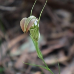 Pterostylis grandiflora (Cobra Greenhood) at Ulladulla, NSW - 11 Aug 2024 by Clarel