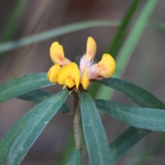 Pultenaea daphnoides (Large-leaf Bush-pea) at Moruya, NSW - 11 Aug 2024 by LisaH