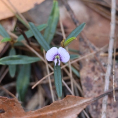 Hovea heterophylla (Common Hovea) at Moruya, NSW - 11 Aug 2024 by LisaH