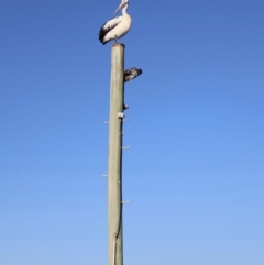 Pelecanus conspicillatus (Australian Pelican) at Ulladulla, NSW - 11 Aug 2024 by Clarel