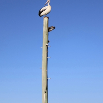 Pelecanus conspicillatus (Australian Pelican) at Ulladulla, NSW - 10 Aug 2024 by Clarel