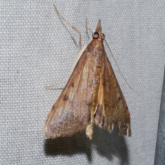 Uresiphita ornithopteralis (Tree Lucerne Moth) at Freshwater Creek, VIC - 20 Oct 2022 by WendyEM