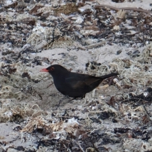 Turdus merula at Ulladulla, NSW - 9 Aug 2024 05:02 PM