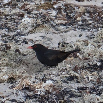 Turdus merula (Eurasian Blackbird) at Ulladulla, NSW - 9 Aug 2024 by Clarel