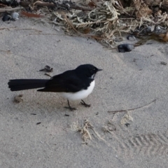 Rhipidura leucophrys (Willie Wagtail) at Ulladulla, NSW - 9 Aug 2024 by Clarel