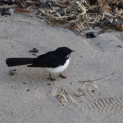 Rhipidura leucophrys (Willie Wagtail) at Ulladulla, NSW - 9 Aug 2024 by Clarel