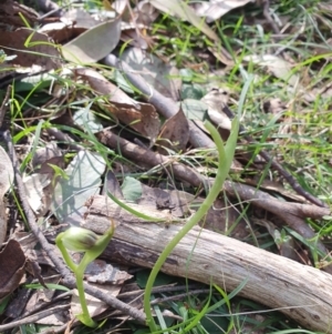 Pterostylis pedunculata at Greenwich Park, NSW - 11 Aug 2024