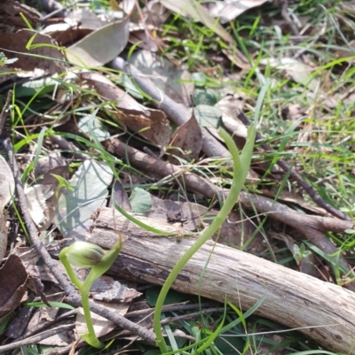 Pterostylis pedunculata (Maroonhood) at Greenwich Park, NSW - 11 Aug 2024 by Bubbles