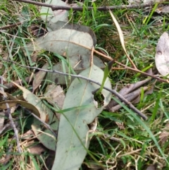 Pterostylis pedunculata at Greenwich Park, NSW - 11 Aug 2024