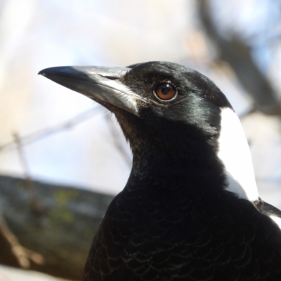 Gymnorhina tibicen (Australian Magpie) at Braidwood, NSW - 11 Aug 2024 by MatthewFrawley