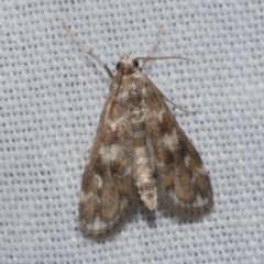 Hygraula nitens (Pond Moth) at Freshwater Creek, VIC - 21 Oct 2022 by WendyEM