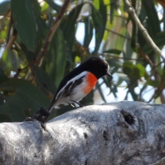 Petroica boodang at Bombay, NSW - 11 Aug 2024