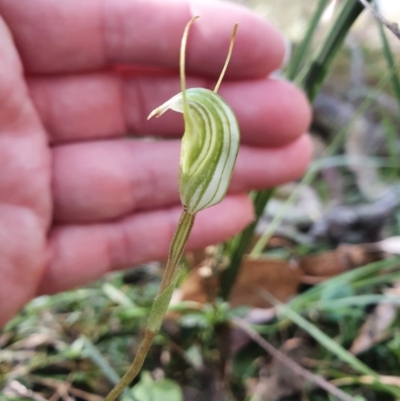 Pterostylis concinna (Trim Greenhood) at Greenwich Park, NSW - 11 Aug 2024 by Bubbles