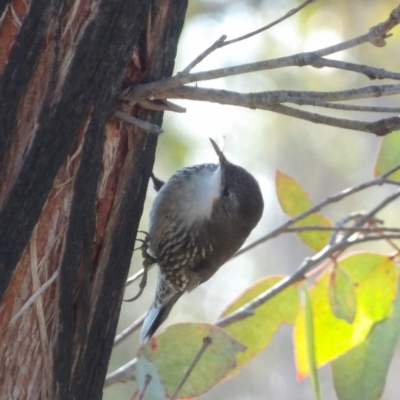 Cormobates leucophaea (White-throated Treecreeper) at Bombay, NSW - 11 Aug 2024 by MatthewFrawley