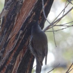 Cormobates leucophaea at Bombay, NSW - 11 Aug 2024 01:10 PM