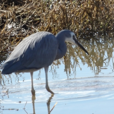 Egretta novaehollandiae (White-faced Heron) at Braidwood, NSW - 11 Aug 2024 by MatthewFrawley