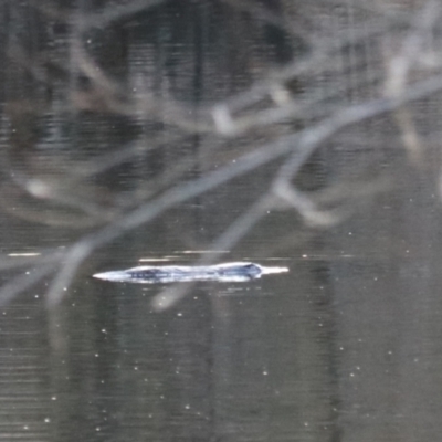 Ornithorhynchus anatinus (Platypus) at Middle Arm, NSW - 9 Aug 2024 by Rixon