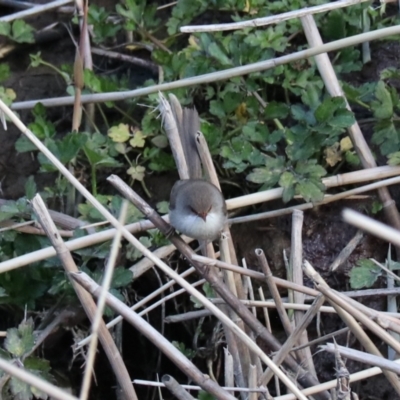 Malurus cyaneus (Superb Fairywren) at Middle Arm, NSW - 9 Aug 2024 by Rixon