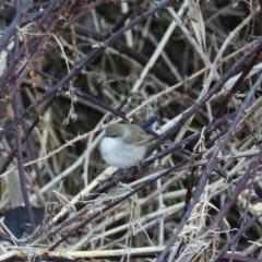 Malurus cyaneus at Middle Arm, NSW - 9 Aug 2024 06:32 PM