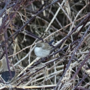 Malurus cyaneus at Middle Arm, NSW - 9 Aug 2024 06:32 PM