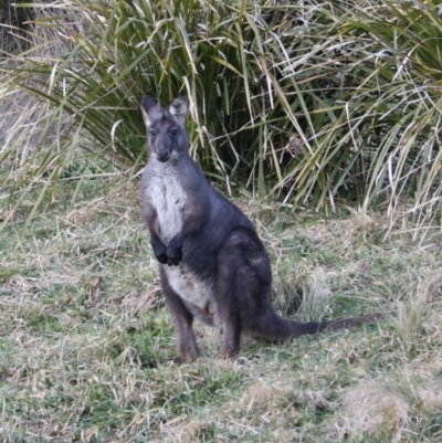 Osphranter robustus robustus (Eastern Wallaroo) at Middle Arm, NSW - 9 Aug 2024 by Rixon