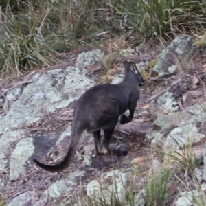 Osphranter robustus robustus at Middle Arm, NSW - 9 Aug 2024