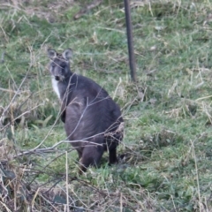 Osphranter robustus robustus at Middle Arm, NSW - 9 Aug 2024