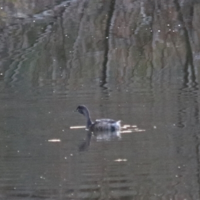 Tachybaptus novaehollandiae (Australasian Grebe) at Middle Arm, NSW - 9 Aug 2024 by Rixon