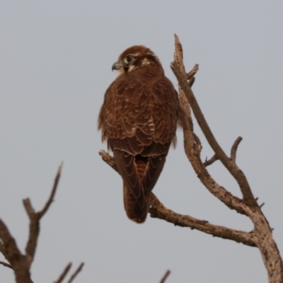 Falco berigora (Brown Falcon) at Collector, NSW - 10 Aug 2024 by Rixon