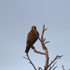 Falco berigora at Collector, NSW - 10 Aug 2024