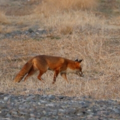 Vulpes vulpes at Goulburn, NSW - 8 Aug 2024