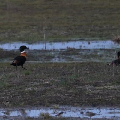 Tadorna tadornoides (Australian Shelduck) at Wollogorang, NSW - 17 Jul 2024 by Rixon